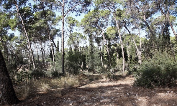 Masaryk forest Israel KKL